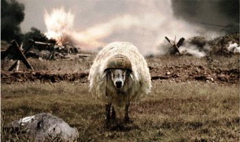 Овеча отара